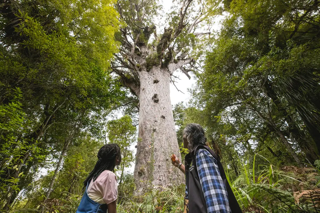 Waipoua Kauri Forest