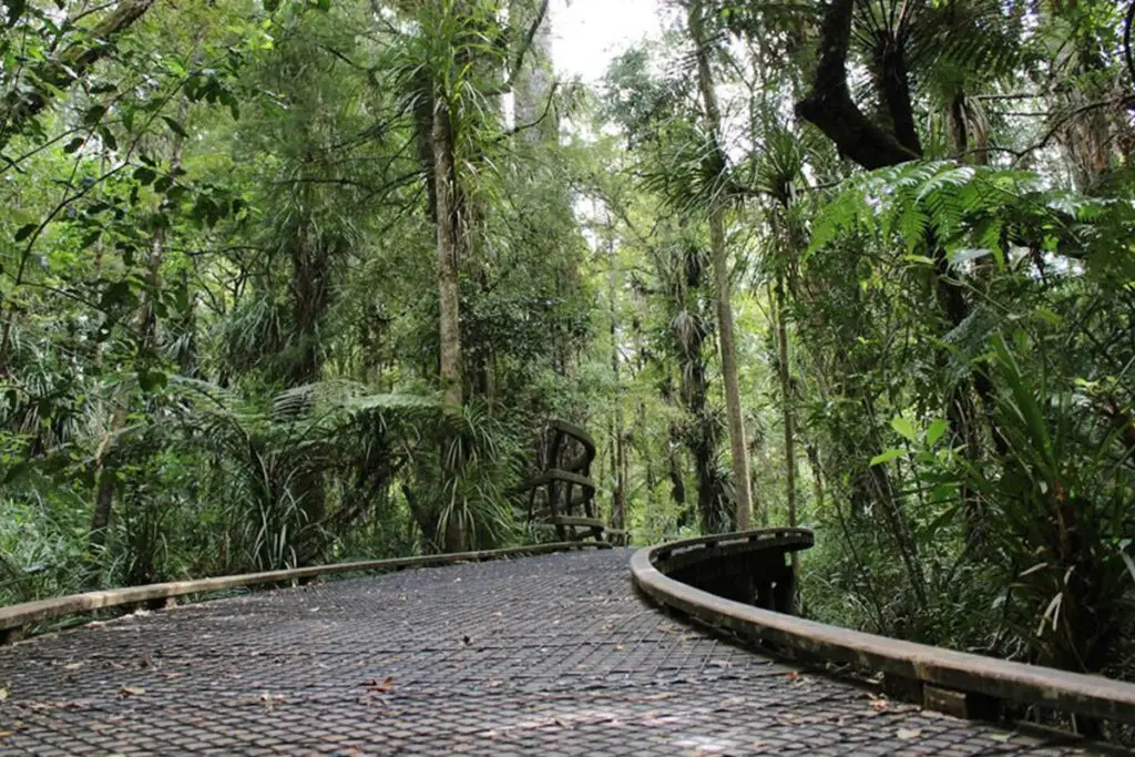 Kauri Walk, Puketi Forest