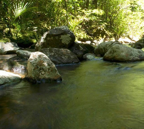 Kauri Walk, Puketi Forest