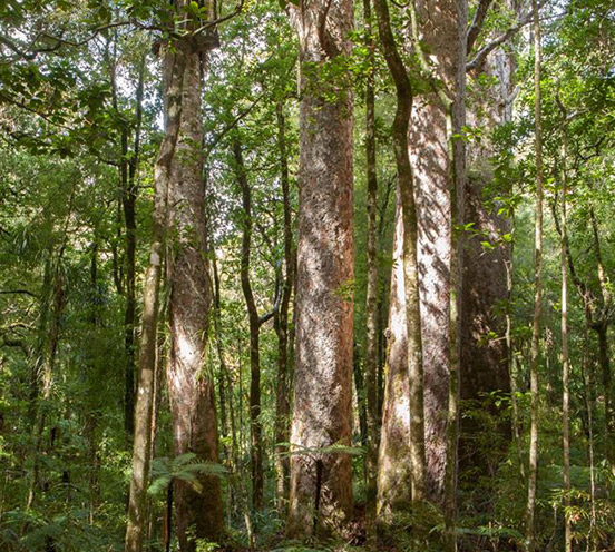 Waipoua Kauri Forest